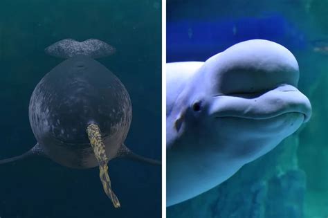 how are narwhals similar to beluga whales